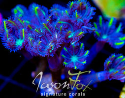 TSA LEMON LAZERS CLOVES