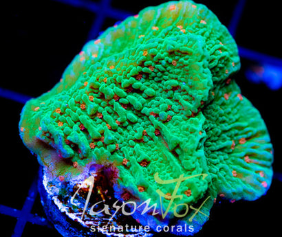 JF VOLCANIC ERUPTION MONTI