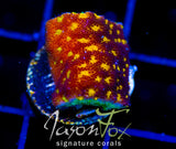 JF OUTER SPACE PSAMMACORA