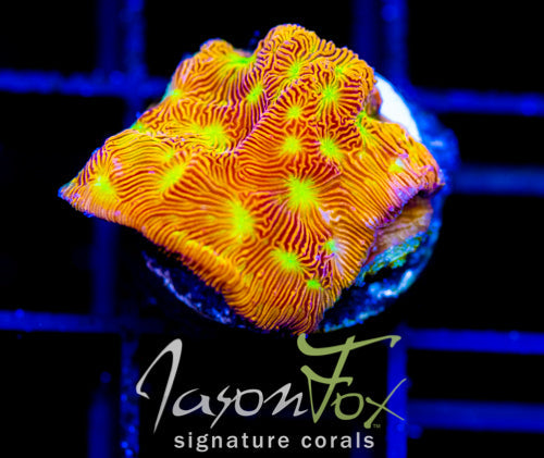 JF JACK O LANTERN LEPTO