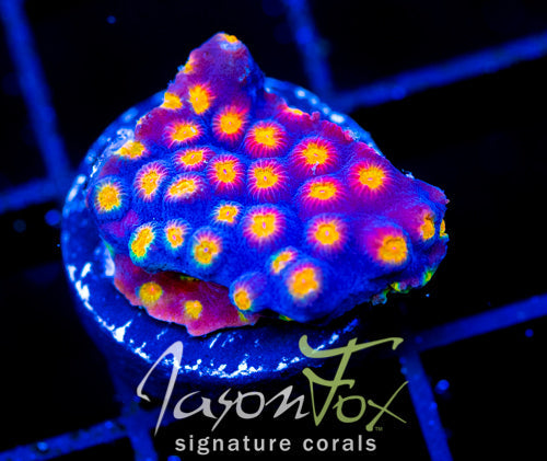 JF PARTY CRASHER CYPHASTREA