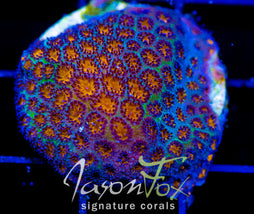 JF ELUSIVE ORANGE LEPTASTREA XL FRAG