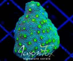 JF LIME TIME ASTREOPORA