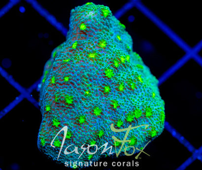 JF LIME TIME ASTREOPORA