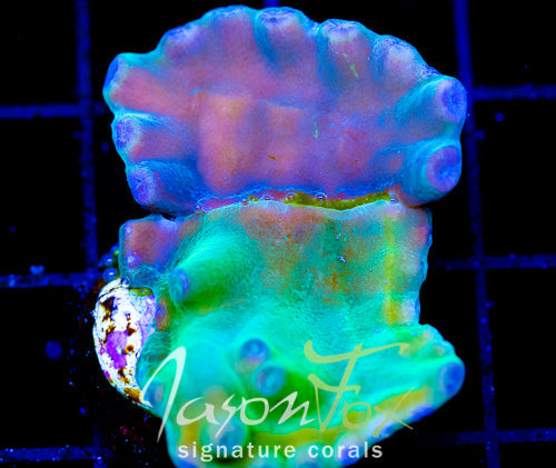 JF GRAFTED HERO TURBINARIA