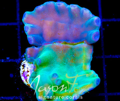 JF GRAFTED HERO TURBINARIA