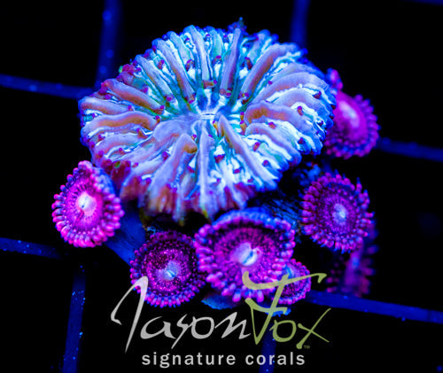 JF CANDY CANE FUNGIA COMBO