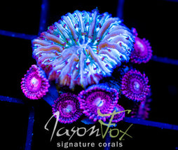 JF CANDY CANE FUNGIA COMBO