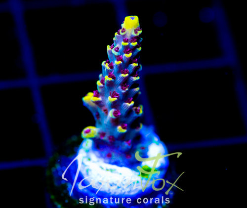 JF YELLOW BRICK ROAD ACRO