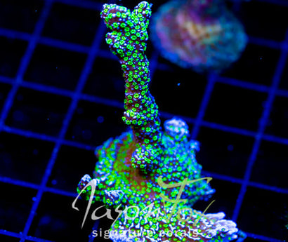 TUBS MONTI STELATTA XL FRAG