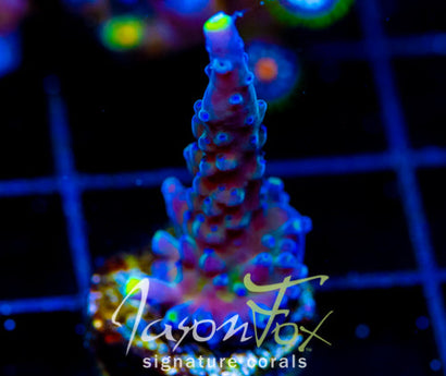 WWC YELLOW TIPS ACRO