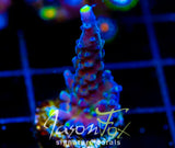 WWC YELLOW TIPS ACRO