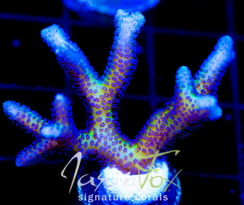 ORA BIRDS OF PARADISE BN