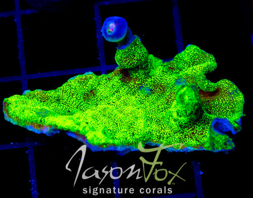 JF GREEN GLITTER LEPTO COMBO