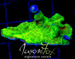 JF GREEN GLITTER LEPTO COMBO