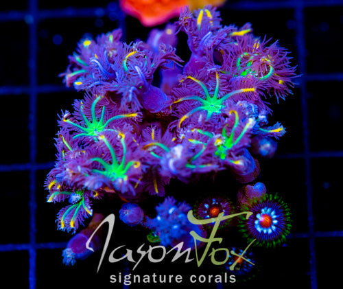 JF YELLOW INFUSED RAINBOW CLOVES XL COMBO