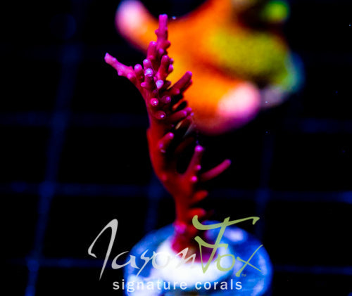 TYREE RED DRAGON ACRO