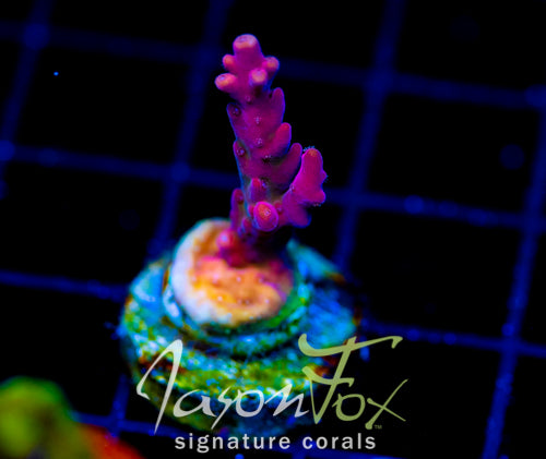 JF FRANKIES NEOPHOBIA ACRO