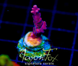 JF FRANKIES NEOPHOBIA ACRO