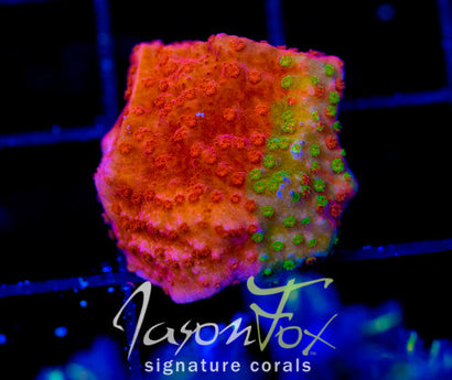 WWC GRAFTED MONTI CAP