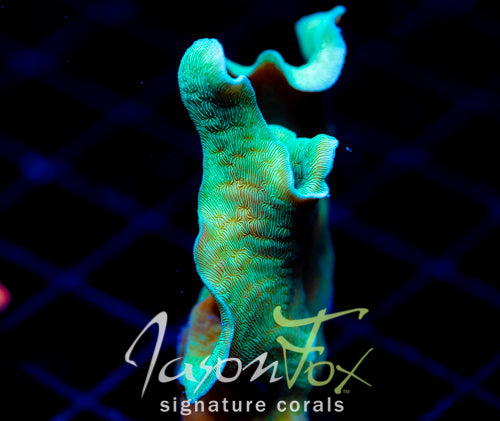 JF JUNGLE GYM BRANCHING LEPTO XL FRAG