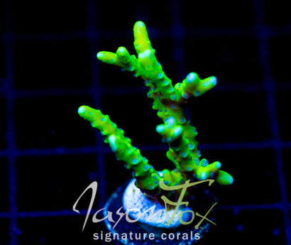 BR GREEN GOBLIN ANACROPORA