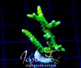 BR GREEN GOBLIN ANACROPORA
