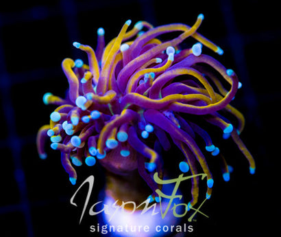 JF SUPER BRIGHT ORANGE TORCH