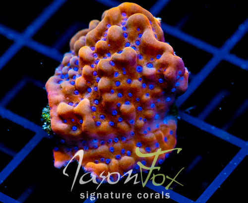 JF BLOODY SUNRISE MONTI