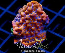 JF BLOODY SUNRISE MONTI