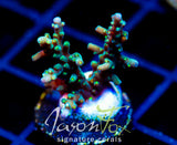 TYREE BLUEBERRY STARS ACRO