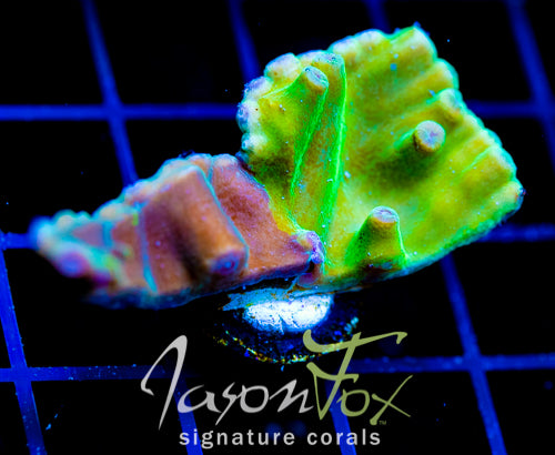 JF GRAFTED HERO TURBINARIA