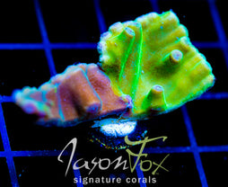 JF GRAFTED HERO TURBINARIA