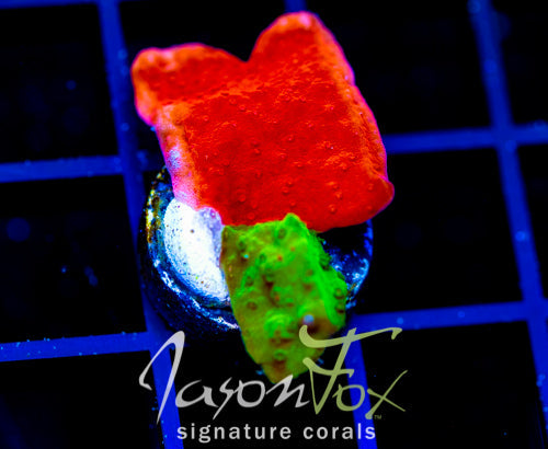 WWC GRAFTED TURBICULATA