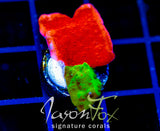 WWC GRAFTED TURBICULATA