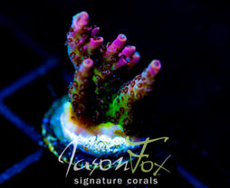 JF STRAWBERRY WINE ACRO