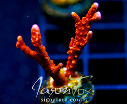 JF FIRESTARTER MONTI HIRSUTA