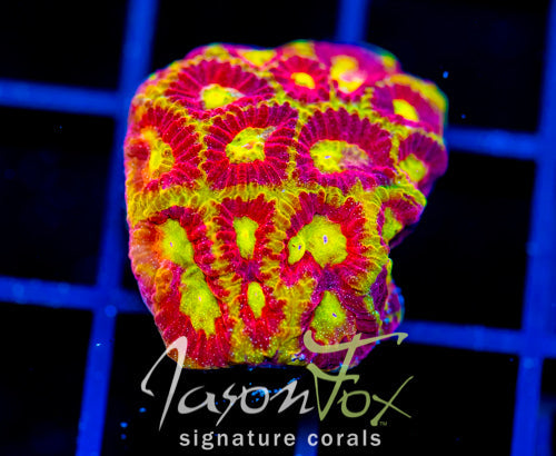 WWC BLOOD DIAMOND FAVIA