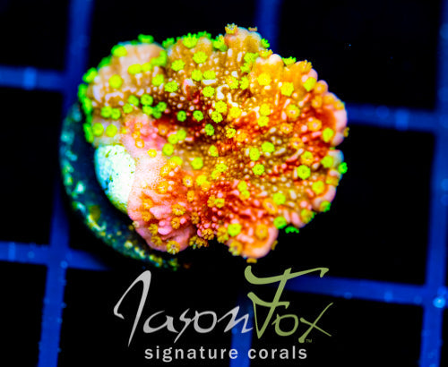 JF GRAFTED SUN MONTI