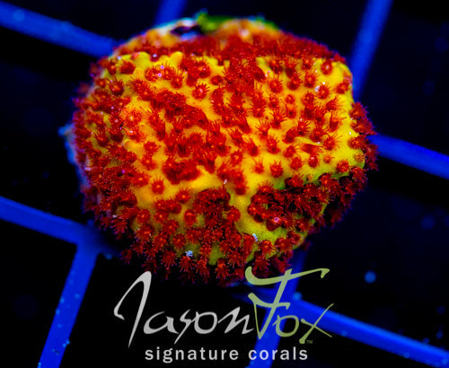 JF BURNING BANANA STYLO