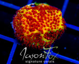 JF BURNING BANANA STYLO