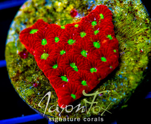 JF DEVILS BREW FAVIA