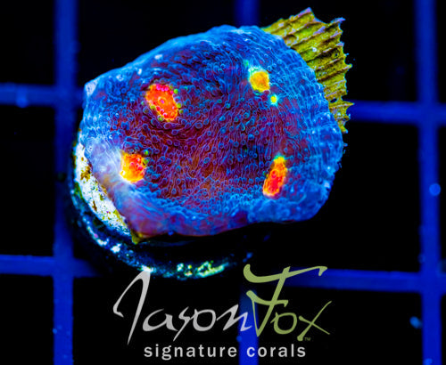 TYREE PUMPKIN PATCH CHALICE