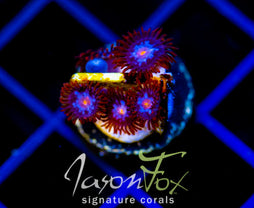 JF COSMIC ECLIPSE ZOAS