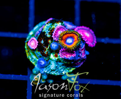 JF ORANGE ANNIHILATION PALYS COMBO