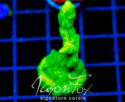 JF GREEN BRANCHING PSAMMACORA