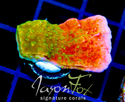 WWC GRAFTED MONTI CAP