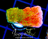 WWC GRAFTED MONTI CAP