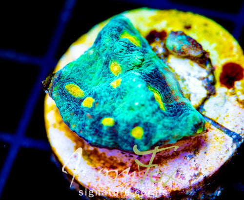 JF SUNNY SIDE CHALICE