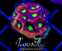 JF CONTRACT KILLER FAVIA